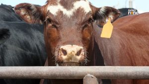 Over 30 lakh animals insured: Centre launches new Livestock Insurance Portal