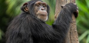 Why do some chimpanzee mothers carry their dead infants for months?