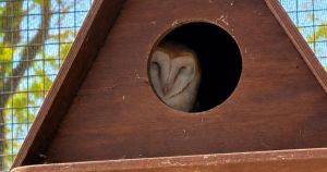 Reg the barn owl released into the wild after dramatic rescue 70 miles out at sea