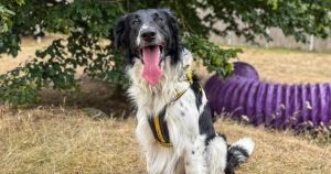 Five dogs looking for their forever homes in Norfolk right now
