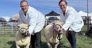 Joy for Norfolk farming family as prized ram wins 'supreme champion' trophy