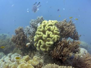 Bjorn Lomborg: The Great Barrier Reef refuses to die on schedule