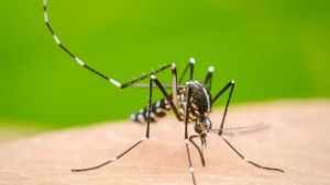 Caso di Dengue a Marghera, al via la disinfestazione