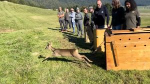 Liberati in Cansiglio tre giovani caprioli salvati al Cras di Villiago
