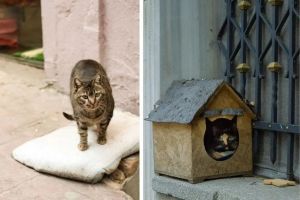 He made a teeny house for a stray cat visitor, and it turned into an adorable kitty village