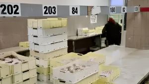 Mercato ittico, la gestione. Resta ai Lavoratori del Mare per i prossimi quattro anni
