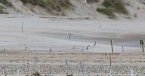 Bird species returns to Norfolk coast after years of decline due to bird flu