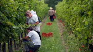 Vino, scontro sulle nuove misure europee contro il cancro: «Giù le mani dalle eccellenze italiane»