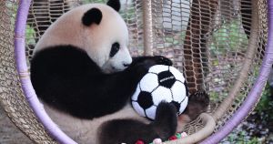 Como está a evoluir o futebol chinês