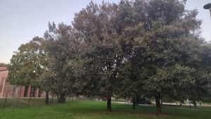 Dopo l’abbattimento ecco i primi nuovi 50 alberi a Ronchi