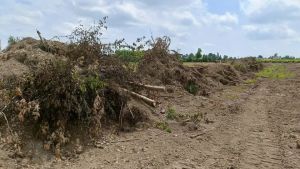 Piave, l’allarme di Legambiente: «Siepi e filari abbattuti per fare spazio ai vigneti»