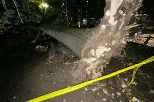 Readers sound off on city tree care, Israel’s origins and the Kennedy name