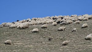 Ovce od „milion dolara“: Nova džinovska rasa u Kirgistanu