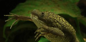 Le cadmium s’attaque (aussi) aux amphibiens