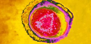 Zona et douleurs chroniques : une nouvelle piste thérapeutique basée sur les exosomes