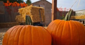 Award-winning garden centre launches month-long Pumpkin Paddock