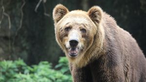 U Rusiji medvedi ubili najmanje 22 ljudi. Vlada najavljuje hitne mere