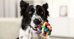 Dog Trainers Switch Methods Due to Empathy and Education