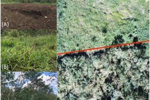 Researchers dumped coffee waste into a forest and couldn’t believe what it looked like 2 years later