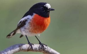 Plantations are the future of timber. Biodiversity cannot be an afterthought