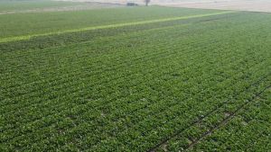Un lago sotterraneo di acqua dolce tra Chioggia e Cavarzere, il sindaco: «Un’opportunità per l’agricoltura»