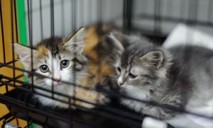 ‘Pet charity paradox’ hurts stray cats & dogs
