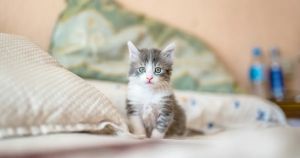L’onore di un amore felino