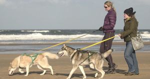 5 of the best beaches in Norfolk to take your dog as restrictions are lifted