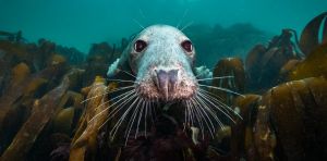 North Sea, Nature Untamed puts personal wonder back into nature documentaries