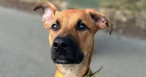 'Puppy at heart' who was found as a stray needs loving new home with active owners
