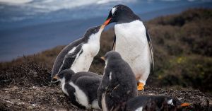 Scientists Discovered a New Penguin Species—or Did They?