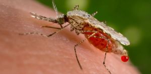 Así han marcado el colonialismo y las luchas científicas la búsqueda de un tratamiento contra la malaria