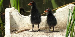 Birds are building nests with our rubbish. Can we offer them something better?