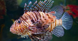Del pez león al mar abierto; así protege el Centro de Vida Marina los ecosistemas de Santa Marta