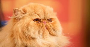 Cat parents, I beg you: please don’t rely on your pet to find true love