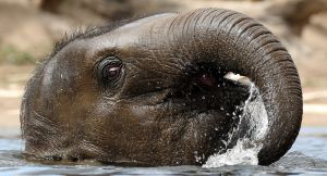 Five fishermen spotted a drowning baby elephant. Then they tracked down its mother.