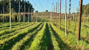 Warum ausgerechnet in Tettnang so viel Hopfen wächst