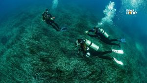 Transitioning from swimming to scuba diving: What first-time divers need to know