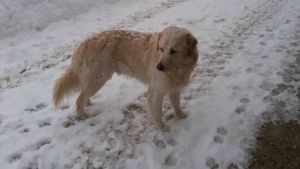 I lupi sbranano il cane portato in passeggiata