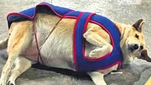 Late Gola beats Googoo to win Delhi’s viral ‘Fat Dog’ election with 71.2% of votes