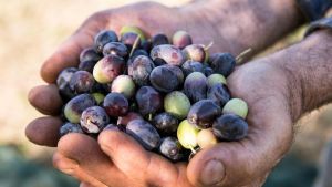 Olio, come sarà il raccolto 2026: olive sane, nei frantoi torna la fiducia. “Qualità molto promettente”