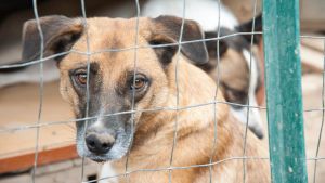 La catena è troppo corta e il cane muore soffocato
