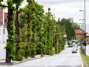 Store trær kan ikke hastebestilles