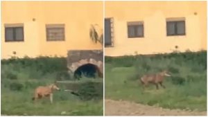 “Attenzione ai vostri cani e gatti, rischiano di essere aggrediti”: lupo a un passo dalle case, il video dell'avvistamento.