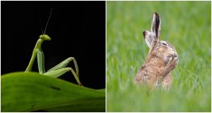 17 of the funniest finalists in the 2026 Nikon Comedy Wildlife Photography Awards
