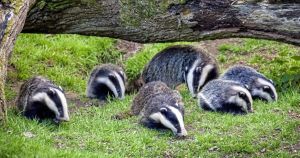 The great Tyrone badger relocation scheme