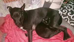 Cane attaccato dai lupi a pochi metri da casa: «Lo hanno trascinato via»