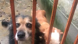 Otto anni chiusi dentro una gabbia. Due cagnolini salvati dall’inferno. Ora si indaga per maltrattamenti