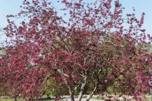 On adopte un pommier d’ornement autant pour la ravissante floraison printanière que pour ses mignons, joyeux et innombrables, mini-fruits d’automne.