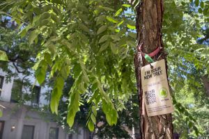 NYC plan to plant more trees needs all helping